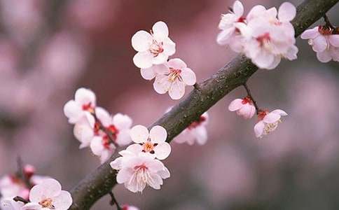 桃花源的導(dǎo)游詞800字_桃花源的導(dǎo)游詞_桃花源導(dǎo)游詞怎么寫